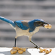 Western scrub jays (Aphelocoma californica) have episodic memory capabilities similar to humans, helping them relocate their many food caches.
